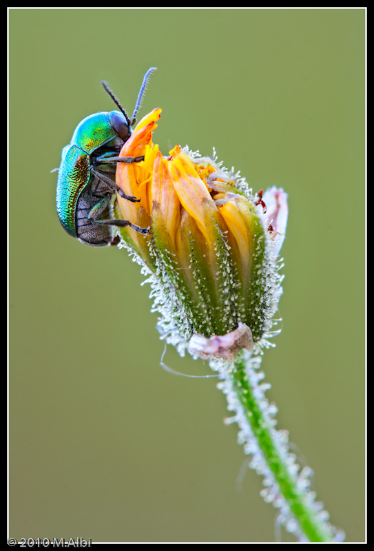 Cryptocephalus?? Cryptocephalus sericeus